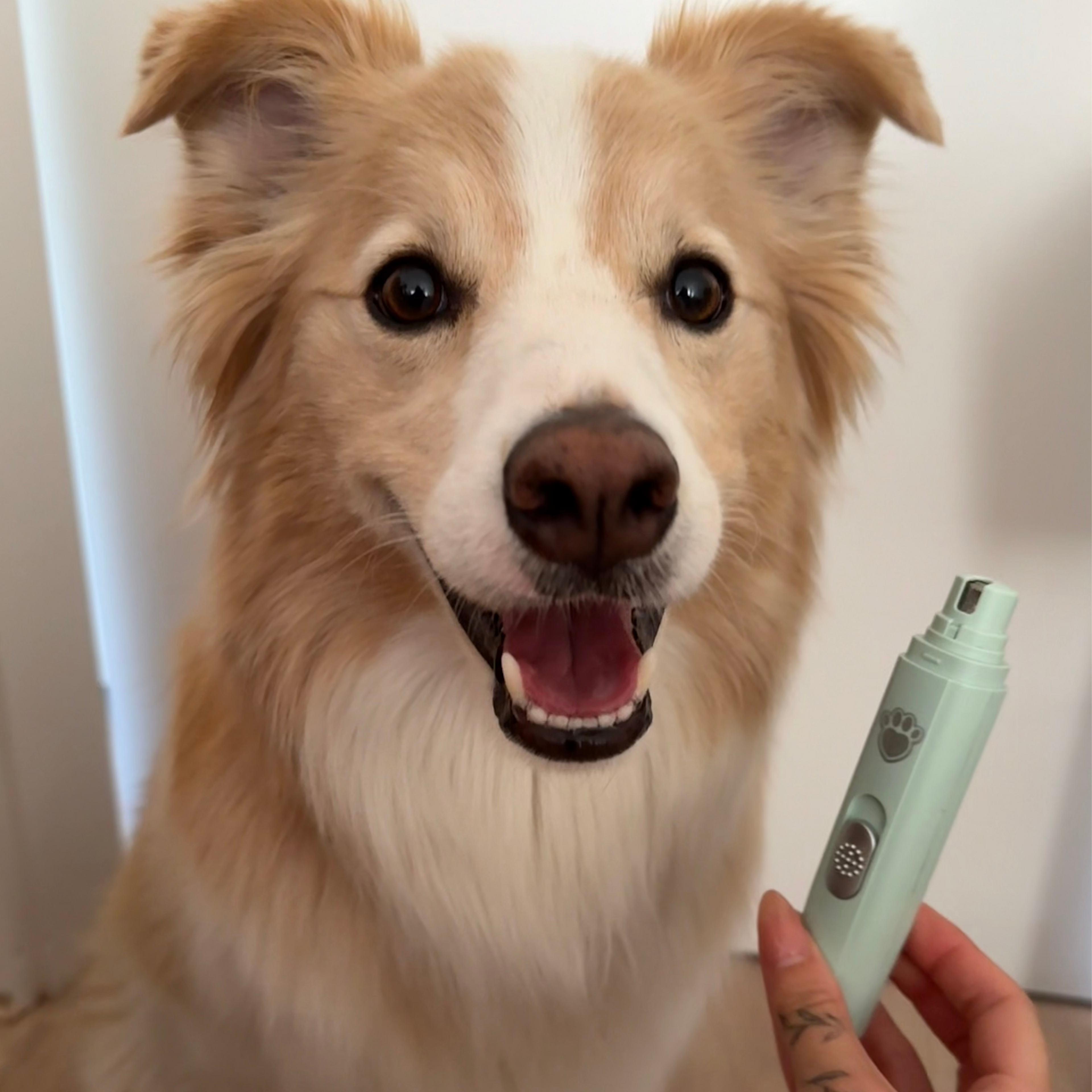 LBMLBM™ Silent Paw Pro